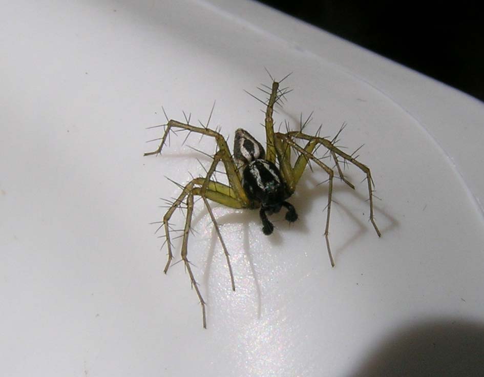 Oxyopes sp.